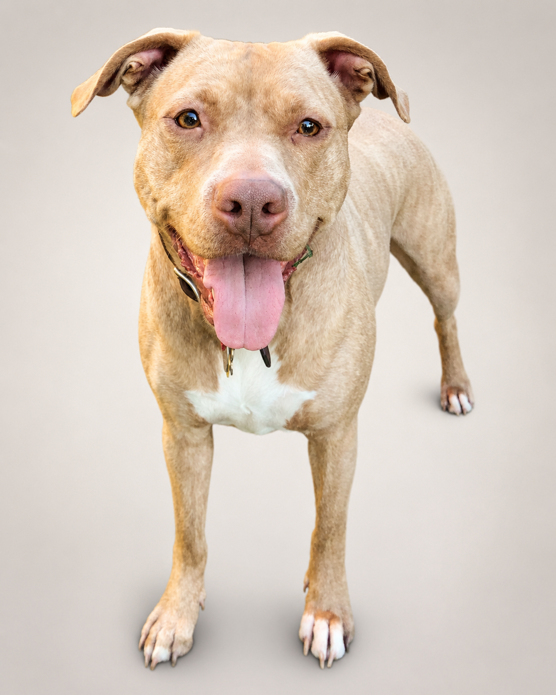Roxy, one of the dogs who inspired Purely Elevated Paws