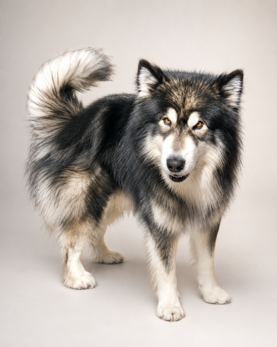 Odin, one of the dogs who inspired Purely Elevated Paws